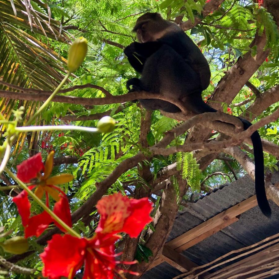 Atii Garden Bungalows Nungwi Eksteriør billede