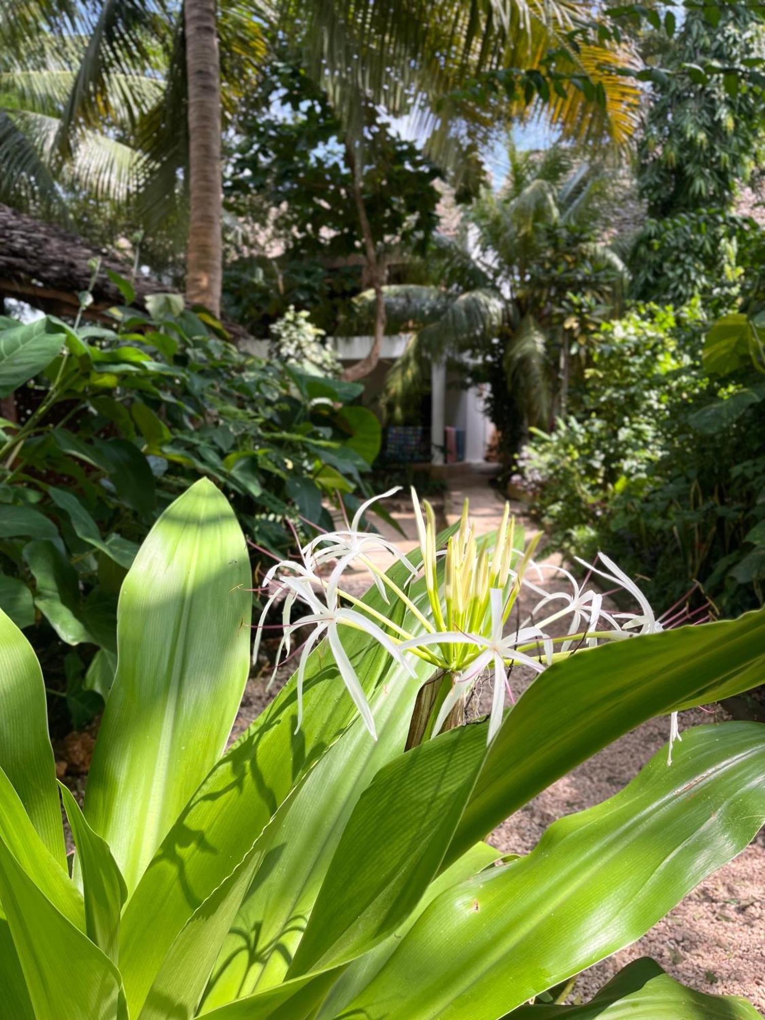 Atii Garden Bungalows Nungwi Eksteriør billede
